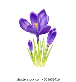 Purple crocus on a white background