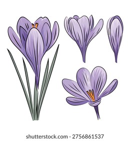 Purple crocus, spring blooming crocus saffron, flat vector botanical illustration isolated on white background.