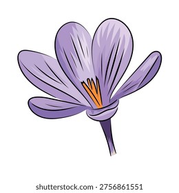 Purple crocus, spring blooming crocus saffron, flat vector botanical illustration isolated on white background.