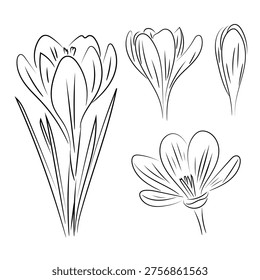 Purple crocus, spring blooming crocus saffron, flat vector botanical illustration isolated on white background.
