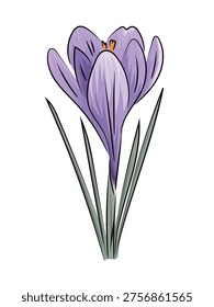 Purple crocus, spring blooming crocus saffron, flat vector botanical illustration isolated on white background.