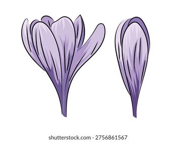 Purple crocus, spring blooming crocus saffron, flat vector botanical illustration isolated on white background.