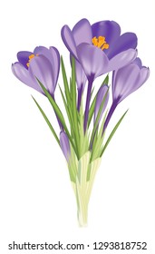 Purple crocus - a spring flower (podsnezhnik).