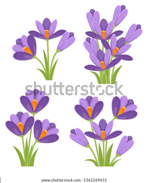 紫のクロカス クロカス バーナス スプリング クロカス ジャイアント クロカス 紫の早春の花 白い背景に平らなベクターイラスト アイコンセット のベクター画像素材 ロイヤリティフリー