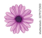 Purple daisy flower vector, purple flower vector