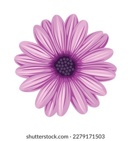 Purple daisy flower vector, purple flower vector