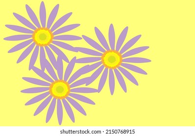 Purple daisy flowers on yellow background.