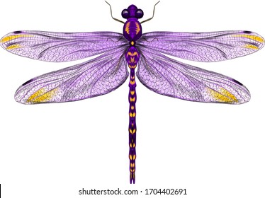 purple dragonfly with delicate wings vector illustration 