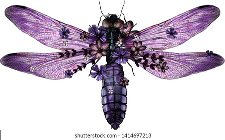 purple dragonfly in flowers top view with wings, sketch vector graphic color illustration on white background