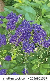 Purple duranta erecta flowers in nature