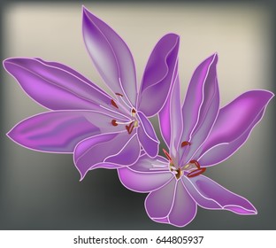 purple Edelweiss on grey background