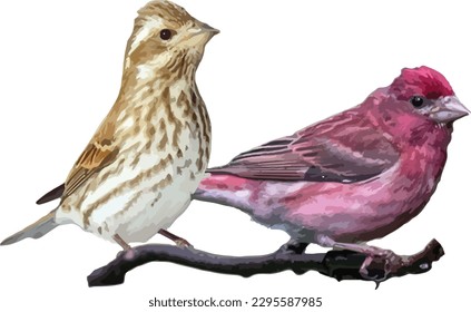 Purple Finch
(Haemorhous purpureus) Male and Female Bird 