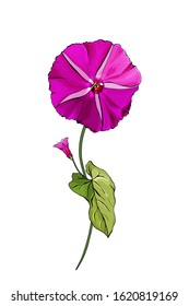 Purple flower bindweed on stems with green leaves. Isolated on white. Single hot pink Morning-glory for the design greeting cards, wedding invitation,textiles, wallpaper. Vector stock illustration.