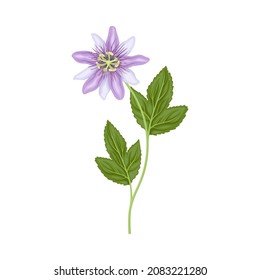 Purple Flower or Delicate Blossom on Leafy Stem Vector Illustration