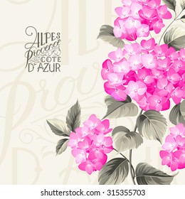 Purple flower hydrangea on calligraphic background. Mop head hydrangea flower. Vector illustration.