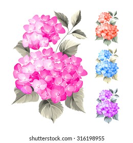 Purple flower hydrangea on white background. Mop head hydrangea flower isolated against white. Beautiful set of colored flowers.Vector illustration.