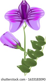 
purple flower open and closed, on a branch with leaves