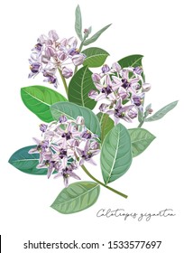 Purple flower,Calotropis Gigantea Flower or Crown Flower , Isolated on A White Background 