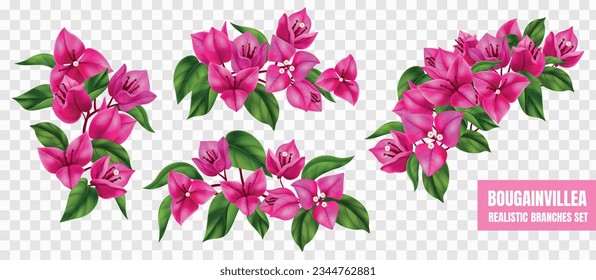 Purple flowering bougainvillea branches realistic set isolated at transparent background vector illustration svg