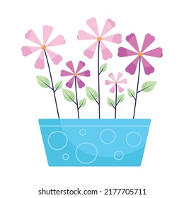 purple flowers in blue pot