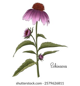 Purple Flowers echinacea on a white background. Watercolor botanical illustration, floral elements set, hand drawn