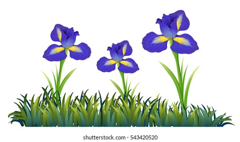 Purple flowers in the field illustration