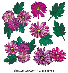  purple flowers and green chrysanthemum leaves on a white background 