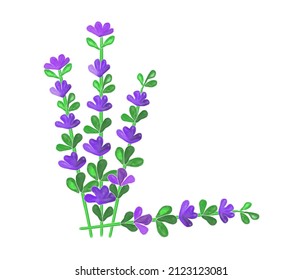 Flores púrpuras con hojas verdes, una planta con pequeñas inflorescencias, ilustración de color sobre un fondo transparente