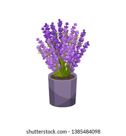 Purple flowers growing in a pot. Vector illustration.