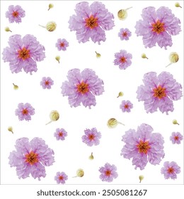 purple flowers of Lagerstroemia speciosa on a white background, vector flowers, and vector illustrations.