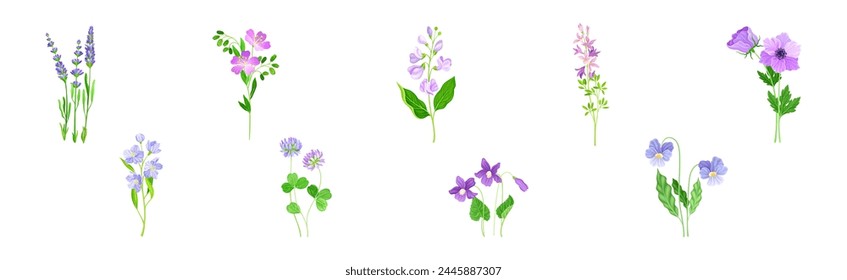 Purple Flowers on Green Stem as Meadow or Field Plant Vector Set