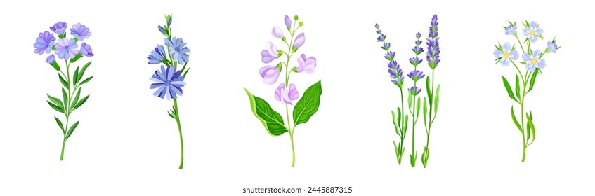 Violette Blüten auf grünem Stiel als Wiesen- oder Feldpflanzen-Vektorgrafik-Set