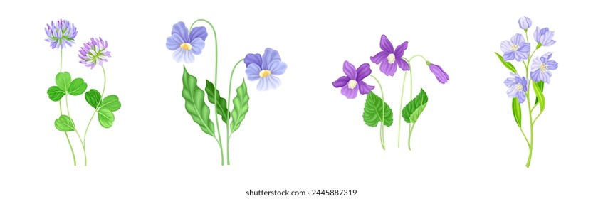 Violette Blüten auf grünem Stiel als Wiesen- oder Feldpflanzen-Vektorgrafik-Set