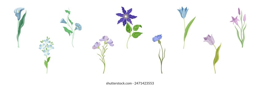 Purple Flowers on Stem as Meadow or Field Plant Vector Set