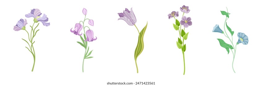 Purple Flowers on Stem as Meadow or Field Plant Vector Set
