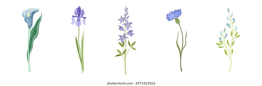 Purple Flowers on Stem as Meadow or Field Plant Vector Set