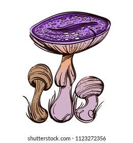 Purple fly-agaric, poisonous mushroom. Vector illustration isolated on white background.