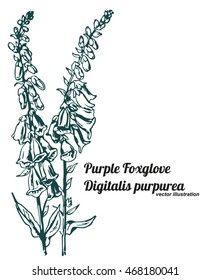 Purple Foxglove or Common Foxglove or Lady's Glove or Digitalis purpurea, vintage engraving. Botanical drawing, sketch ink, isolate vector.