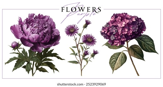 Purple garden flowers isolated on a white background. Vintage painting style illustration.