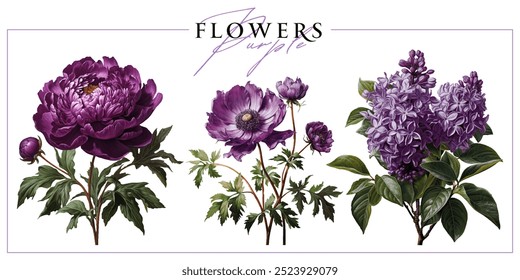 Purple garden flowers isolated on a white background. Vintage painting style illustration.