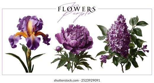 Purple garden flowers isolated on a white background. Vintage painting style illustration.