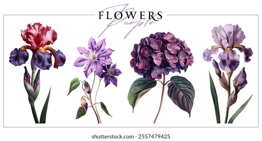 Purple garden flowers isolated on a white background. Vintage painting style illustration.