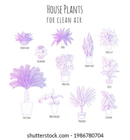 Gradiente púrpura conjunto de macetas de plantas de hogar tropicales para aire limpio con nombres. Ilustración vectorial de estilo de arte de línea