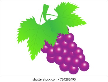 Purple grape fruit isolated on white background. Vector illustration.