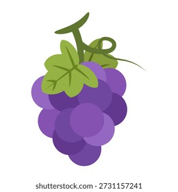 Purple grape fruit. Vector illustration.