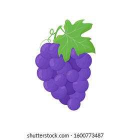 Purple grape with leaves isolated on white background. Eco food. Website design, mobile app. Fruit vector illustration in cartoon style