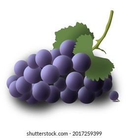 Purple grape vector for children's book, flashcard, alphabet 