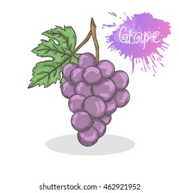 Purple grape vector illustration isolated on a white background.Summer fruit  icon hand draw in doodle style with shadow
