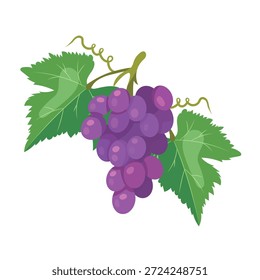 Purple grapes branch. Flat vector clipart, illustration with isolated background.