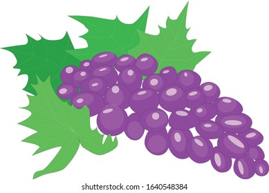 purple  grapes in a bunch